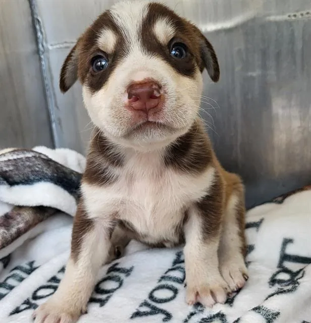 A baby small-sized male Husky dog named Chestnut for adoption in San Antonio, TX