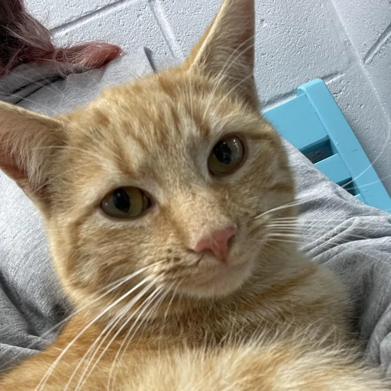 Lucky Charm thumbnail 2