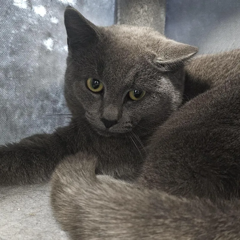 Lucky Charm thumbnail 3