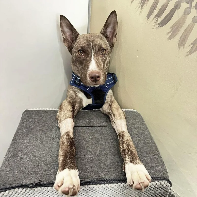 Lily Luz thumbnail 2