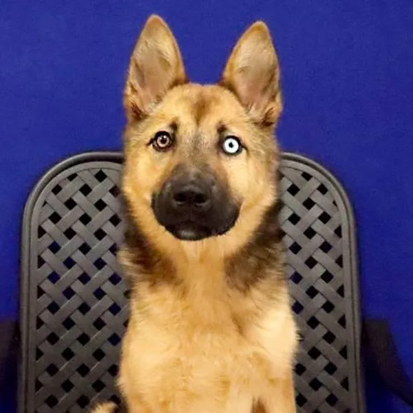 A young medium-sized female German Shepherd Dog dog named Rylee for adoption in Fort Davis, TX
