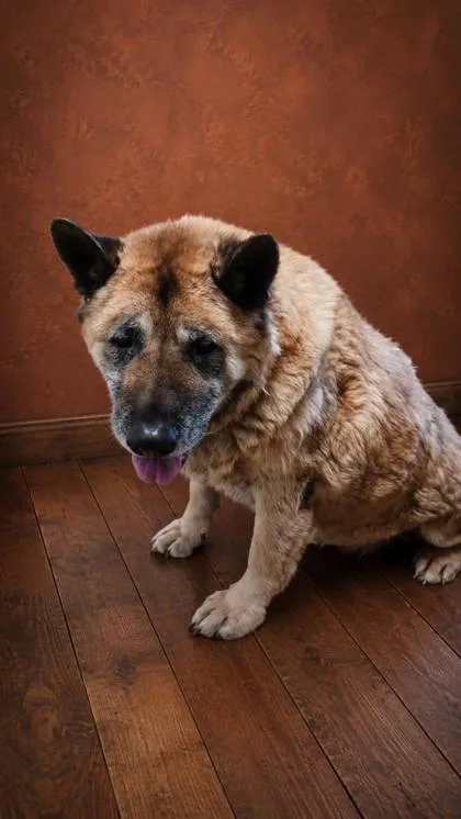 A senior extra large-sized male Akita dog named Floxi for adoption in West Memphis, AR