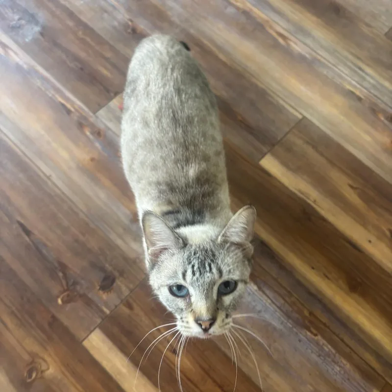 An adult small-sized female White Domestic Short Hair cat named Jewels for adoption in Midland, TX