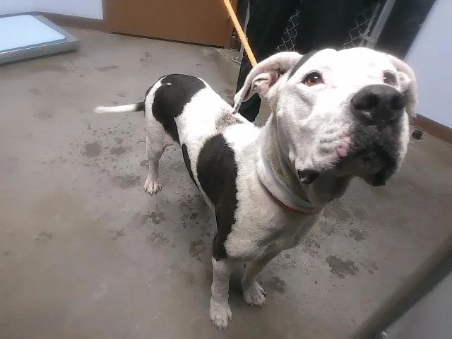 An adult large-sized female Pit Bull Terrier dog named Marisol for adoption in Phoenix, AZ