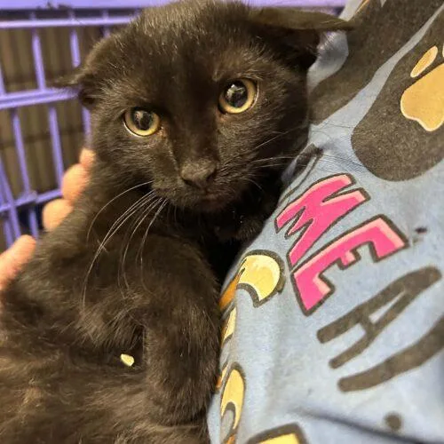 A baby small-sized female Black Domestic Short Hair cat named Emerald for adoption in Burlington, IA