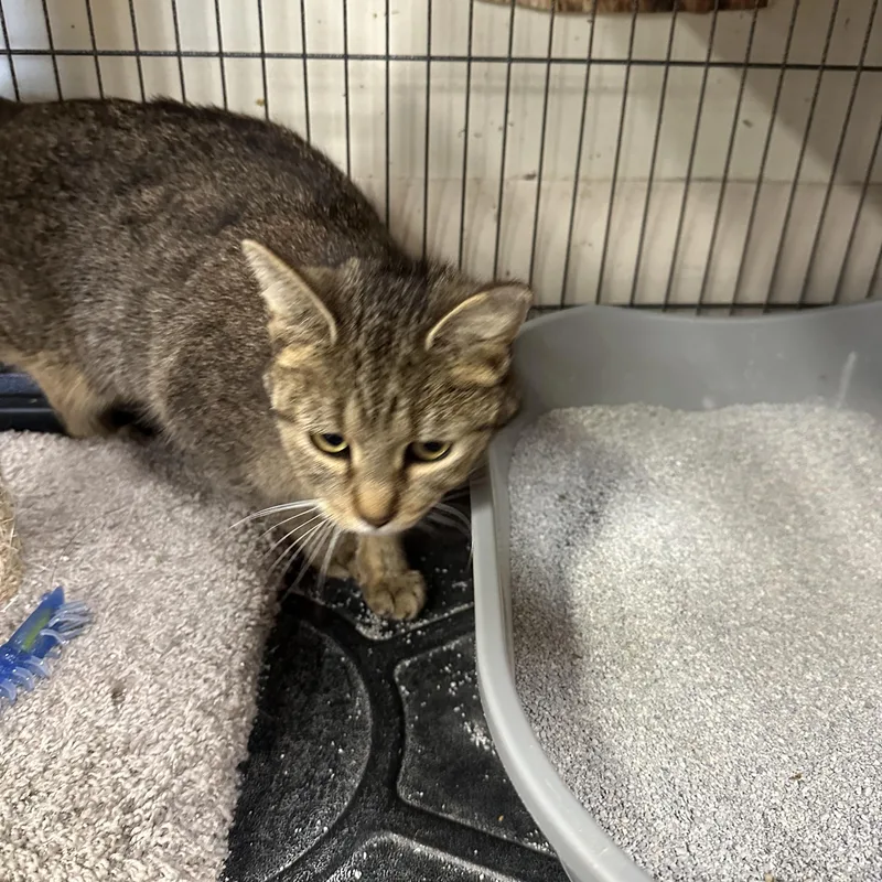 Girly Pop thumbnail 2