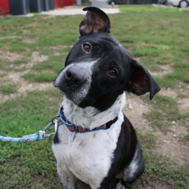 An adult medium-sized female Black Pit Bull Terrier dog named Raena for adoption in Champaign, IL