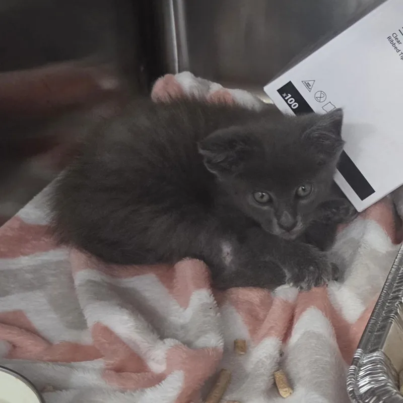 A young medium-sized male Gray / Blue / Silver Domestic Short Hair cat named Pixel for adoption in SNOW HILL, NC