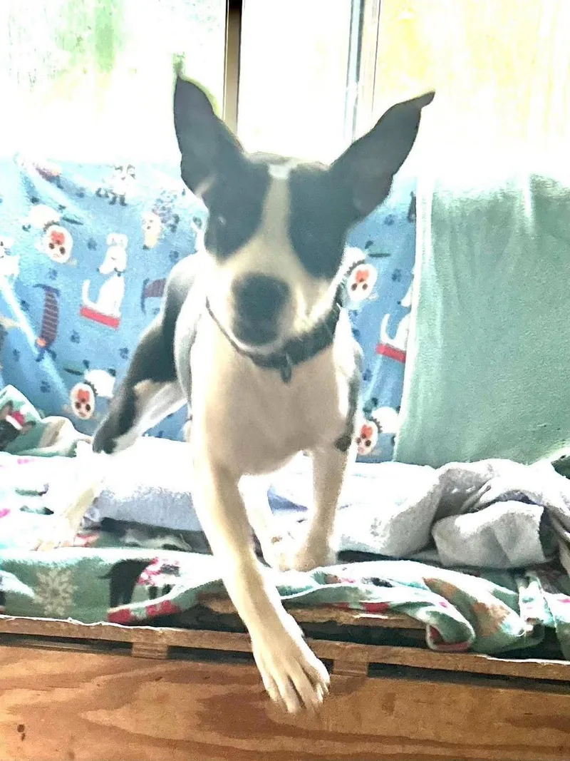 A young medium-sized male Pit Bull Terrier dog named Oreo for adoption in Eugene, OR