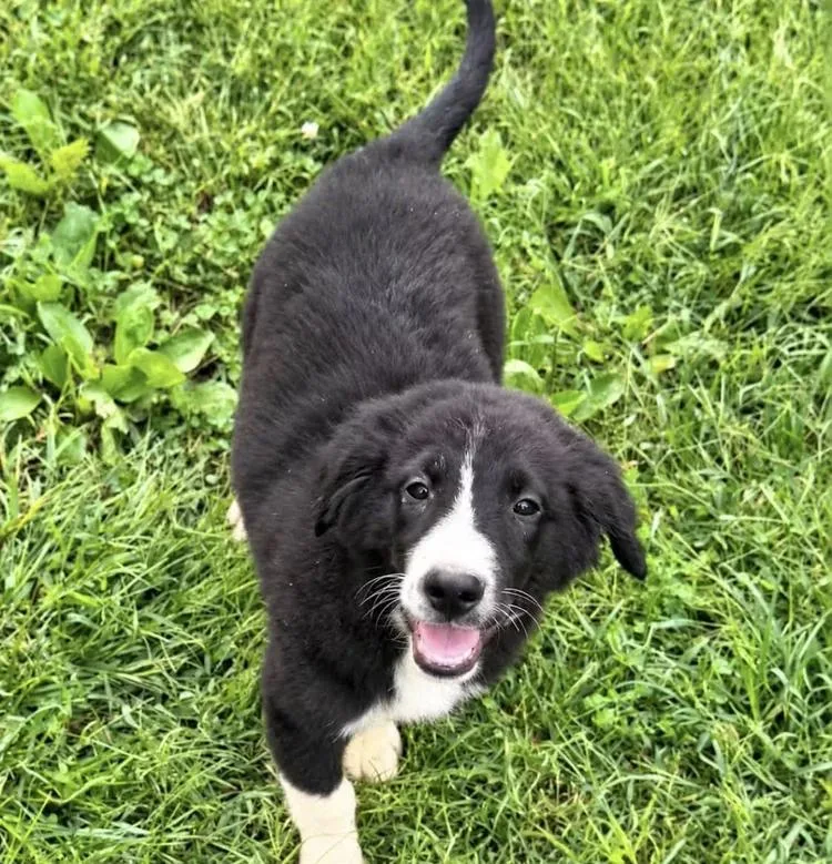 A young medium-sized male Black Australian Shepherd dog named Henry for adoption in Chuckey, TN
