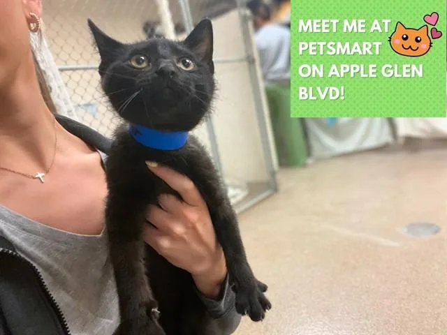 A baby small-sized male Domestic Short Hair cat named Sampson for adoption in Fort Wayne, IN