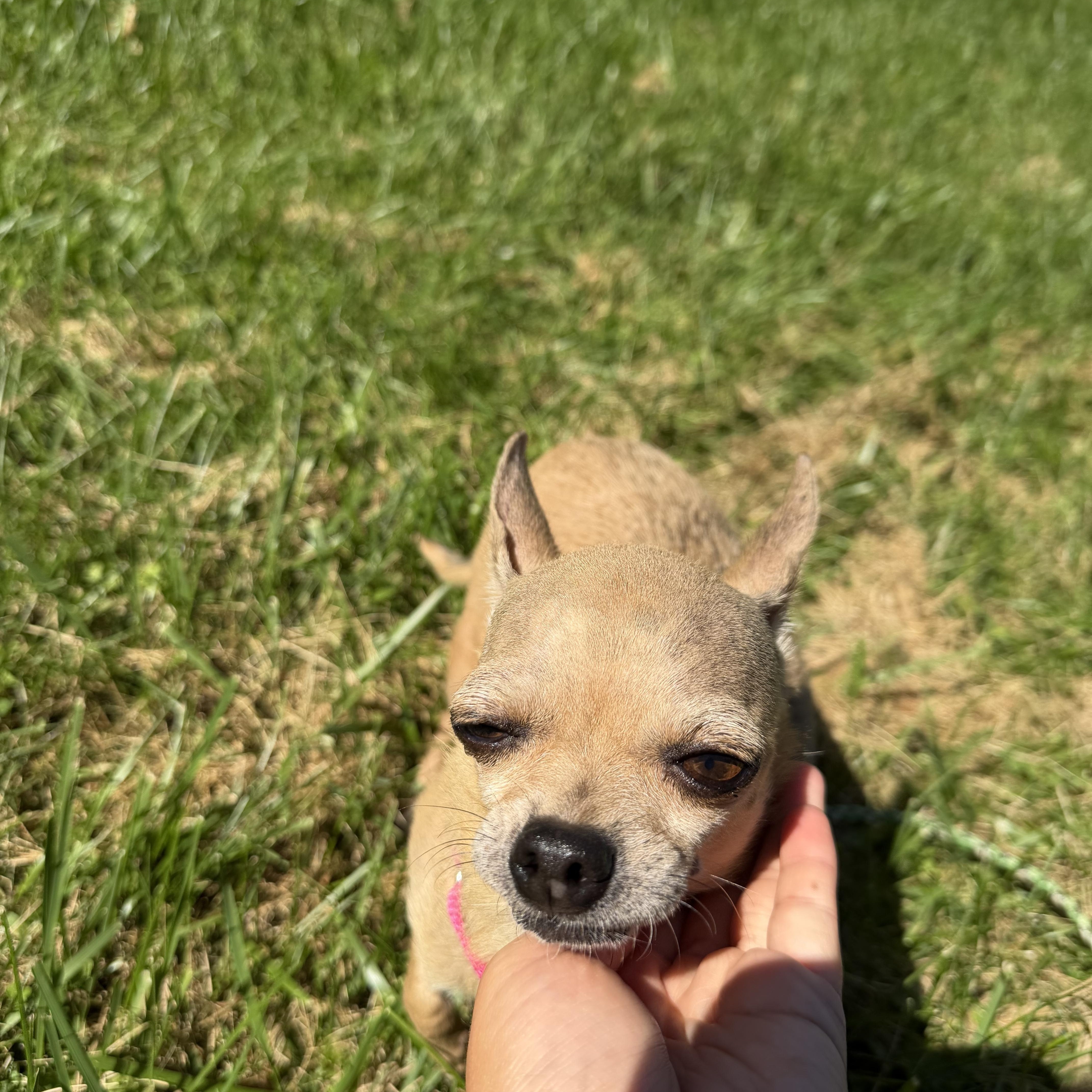 An adult small-sized female Chihuahua dog named Tilly for adoption in Brooklyn, NY