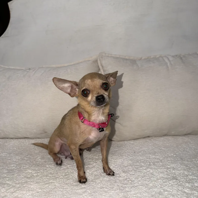Tilly thumbnail 3