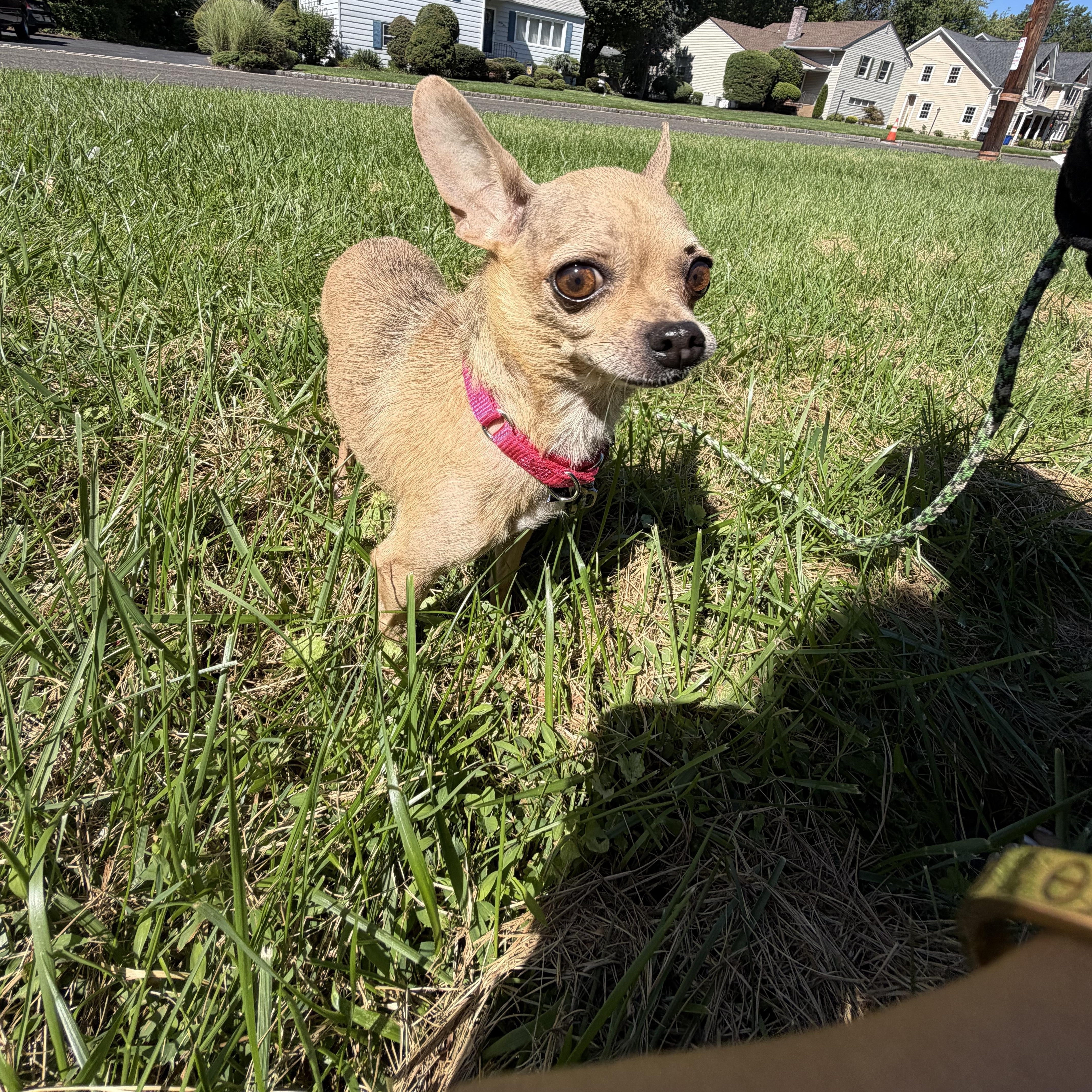 Tilly thumbnail 4