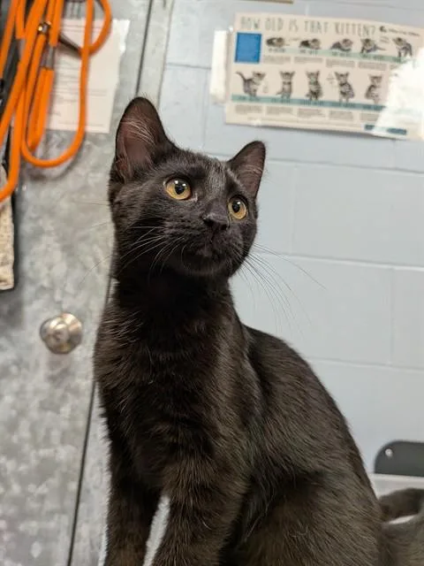 A baby small-sized female Domestic Short Hair cat named Zetes for adoption in Ames, IA