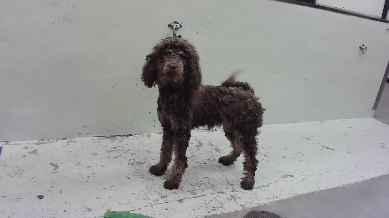 A young medium-sized female Poodle dog named Mocha for adoption in Houston, TX