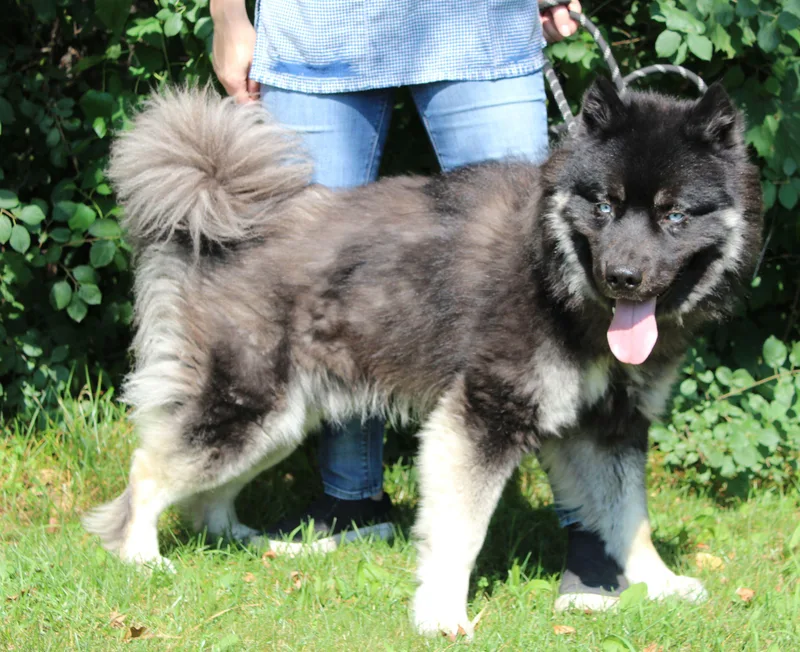 An adult medium-sized male Akita dog named Koa for adoption in Portage, WI
