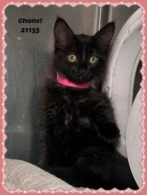 A baby small-sized female Black Domestic Medium Hair cat named CHANEL see also DUCHESS for adoption in Marietta, GA