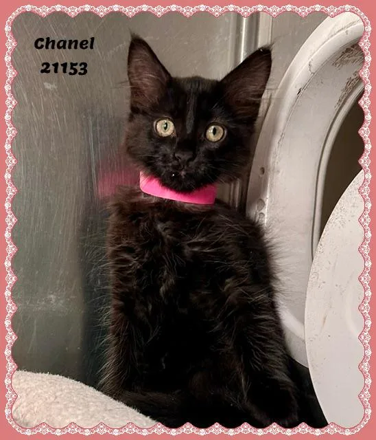 CHANEL see also DUCHESS thumbnail 2