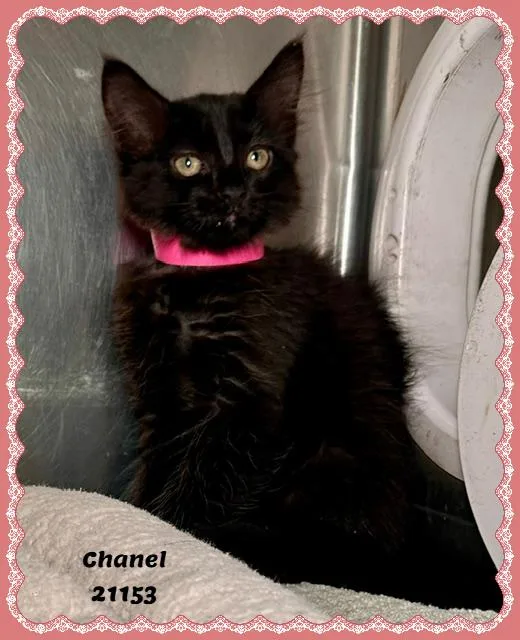CHANEL see also DUCHESS thumbnail 3