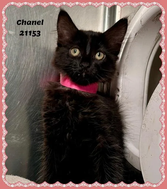 CHANEL see also DUCHESS thumbnail 4