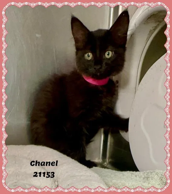 CHANEL see also DUCHESS thumbnail 5
