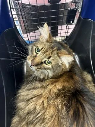 A young small-sized male Domestic Short Hair cat named Wolfie for adoption in Madison, NJ