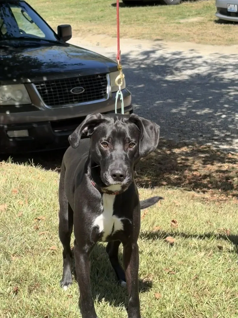 A young medium-sized male Plott Hound dog named Rudi for adoption in Blairsville, GA