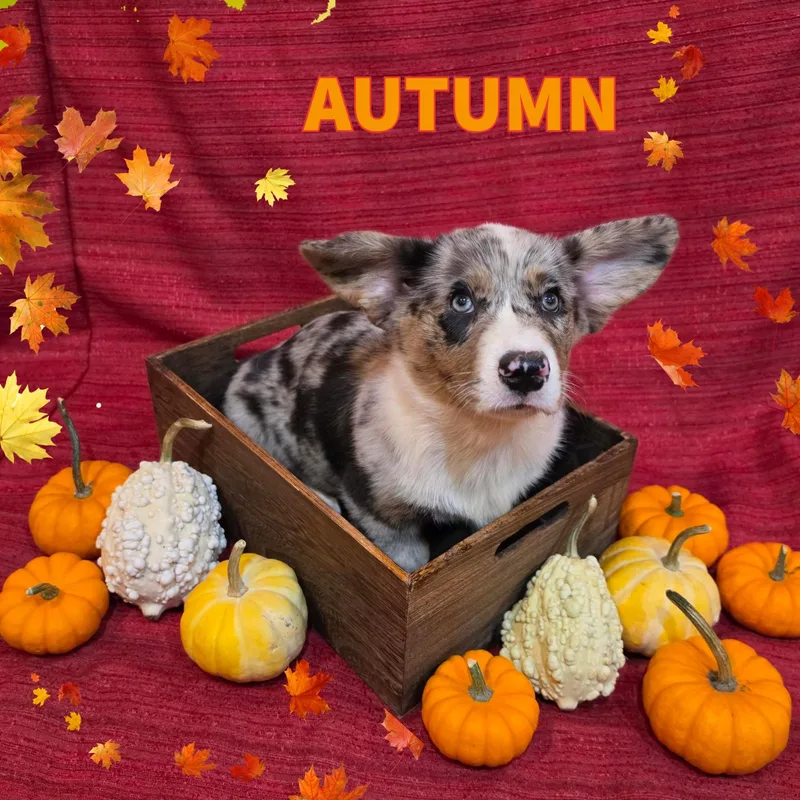 A baby small-sized female Merle (Blue) Cardigan Welsh Corgi dog named Autumn for adoption in Newberg, OR