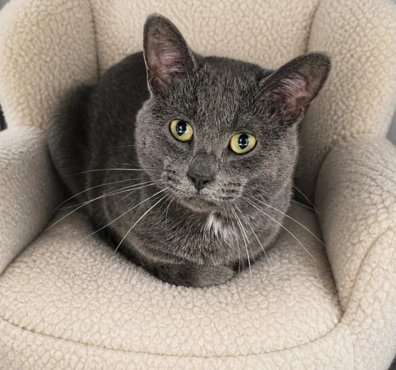 A young large-sized male Domestic Short Hair cat named Lenny for adoption in Washington Court House, OH