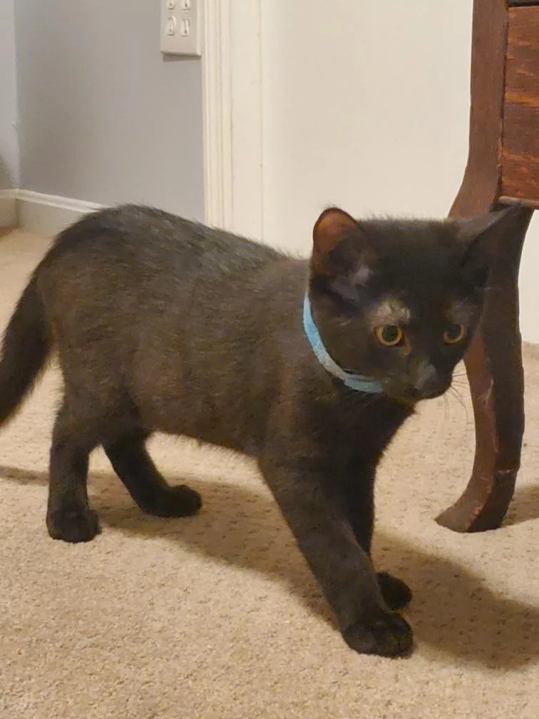 A baby medium-sized male Black Domestic Short Hair cat named Jacky for adoption in Delmar, NY