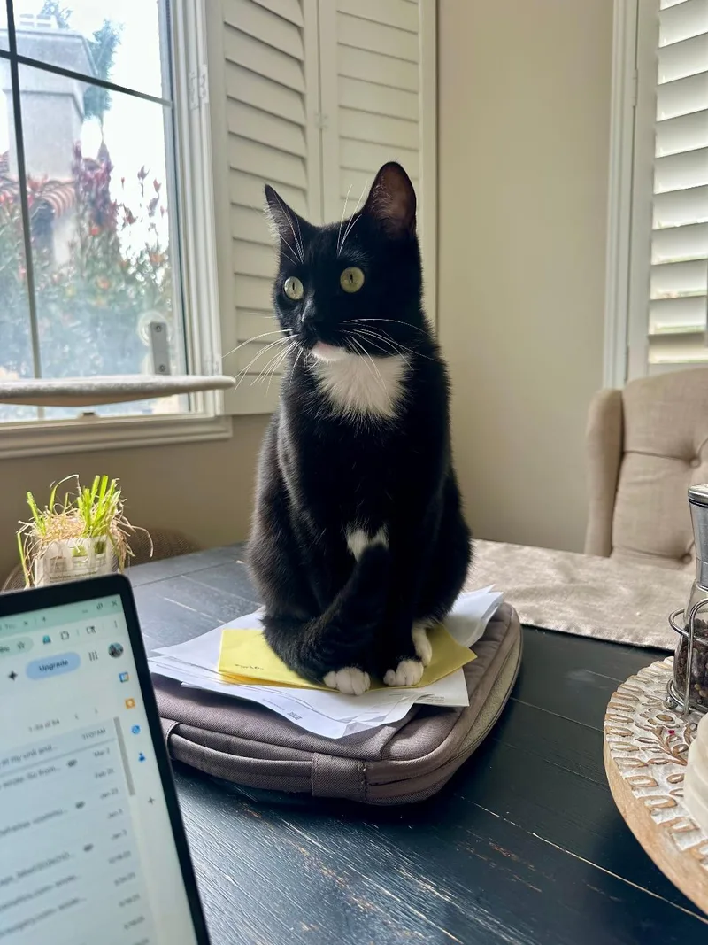 A young medium-sized male Black Domestic Short Hair cat named Sparky for adoption in Oceanside, CA