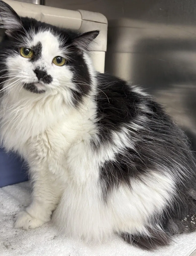 An adult medium-sized female Black & White / Tuxedo Domestic Long Hair cat named Gigi for adoption in Wetumpka, AL