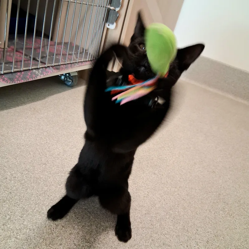 A baby medium-sized male Black Domestic Short Hair cat named Bryce for adoption in Hillsboro, MO