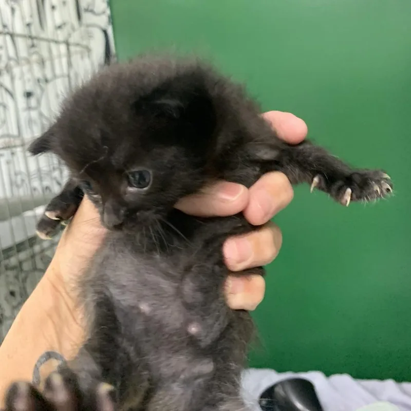 A baby small-sized female Black Domestic Short Hair cat named Shirley Jackson for adoption in Fredericksburg, VA