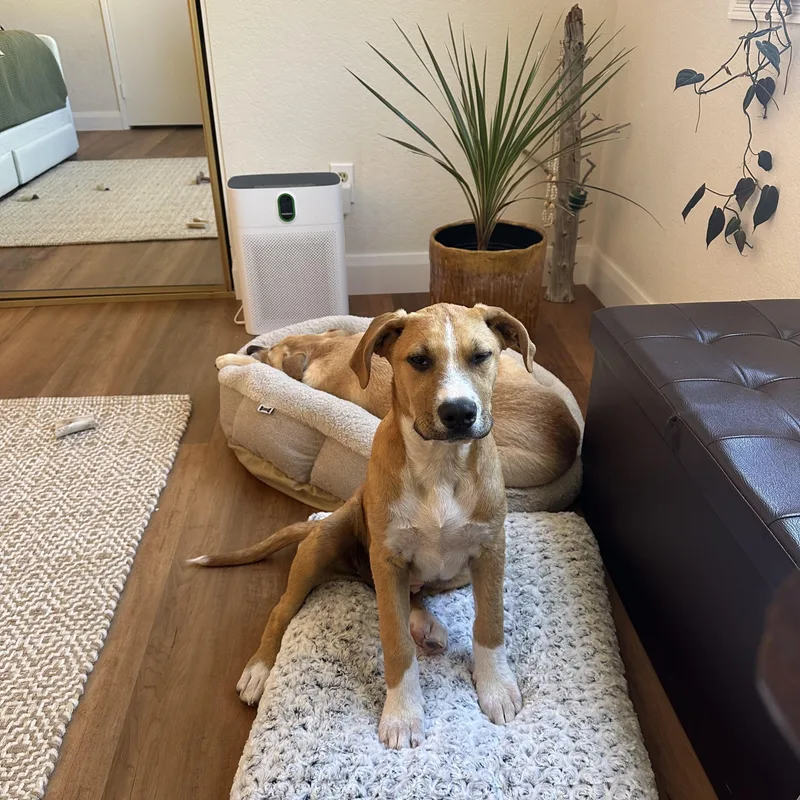 A baby medium-sized male Apricot / Beige Shepherd dog named Stafford for adoption in San Diego, CA