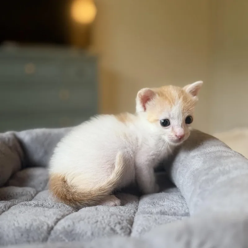 A baby small-sized male White Domestic Short Hair cat named Jeff for adoption in Missouri City, TX