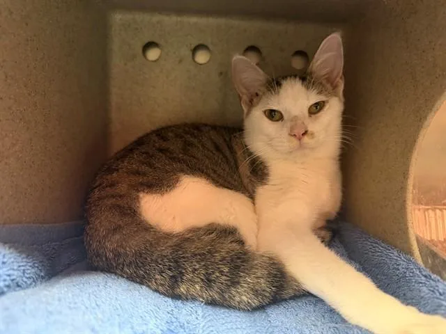 A young small-sized male Domestic Short Hair cat named Uno for adoption in Louisville, KY