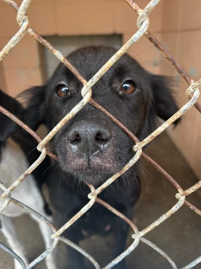 A young medium-sized female Flat-Coated Retriever dog named Tiffany for adoption in Gautier, MS