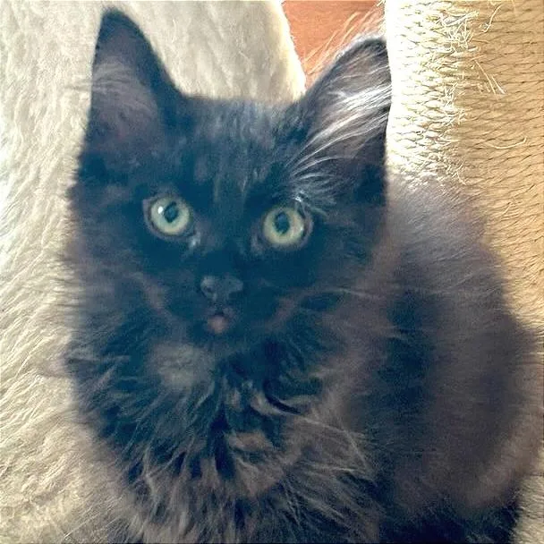 A baby small-sized female Black Domestic Medium Hair cat named Guppy for adoption in Middlebury, VT