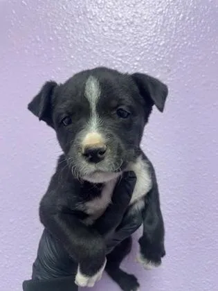 A baby small-sized female Black Mixed Breed dog named Pocahontas for adoption in El Paso, TX