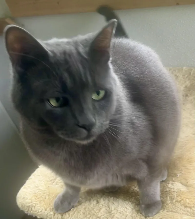 Misha thumbnail 5