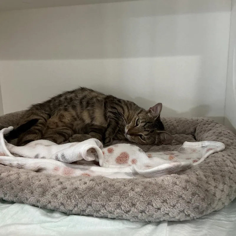 An adult medium-sized female Brown / Chocolate Domestic Short Hair cat named Apple for adoption in Elizabeth City, NC