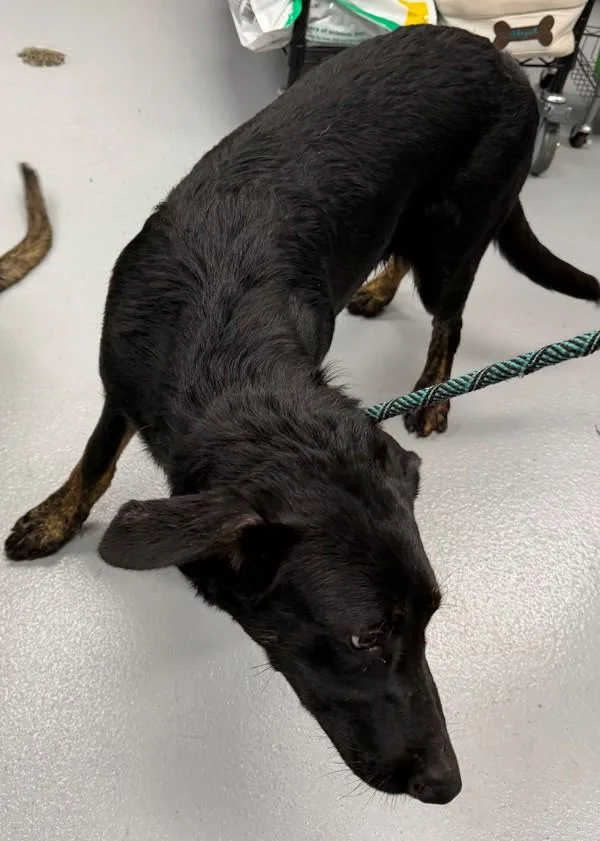 A young large-sized female Labrador Retriever dog named Pen Brandy for adoption in Lawrenceville, GA