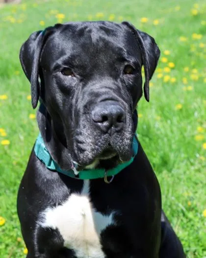 An adult large-sized male Boerboel dog named Biggie for adoption in West Seneca, NY