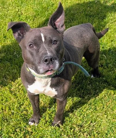 An adult large-sized male Pit Bull Terrier dog named Dayton for adoption in Akron, OH