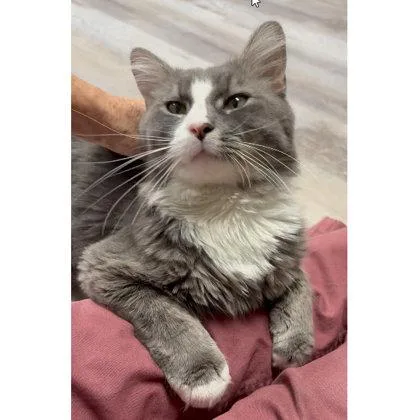 A young medium-sized male Domestic Long Hair cat named Peter Cottage for adoption in Hudson, MA