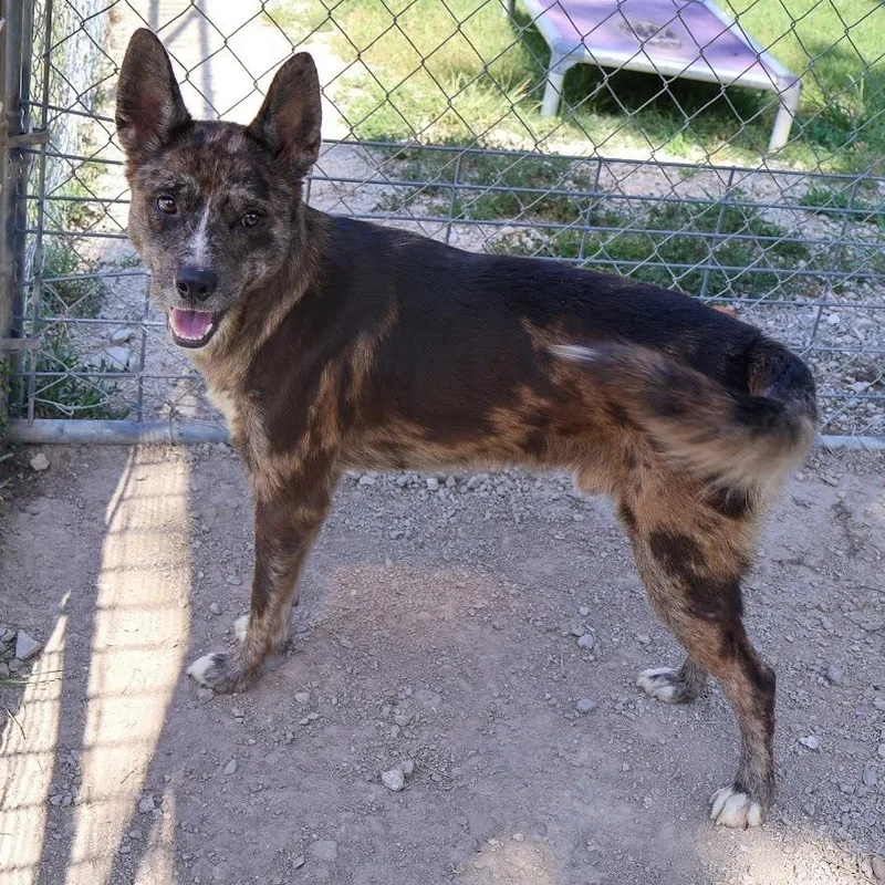 An adult medium-sized male Merle (Red) Catahoula Leopard Dog dog named Percy for adoption in Hollister, MO