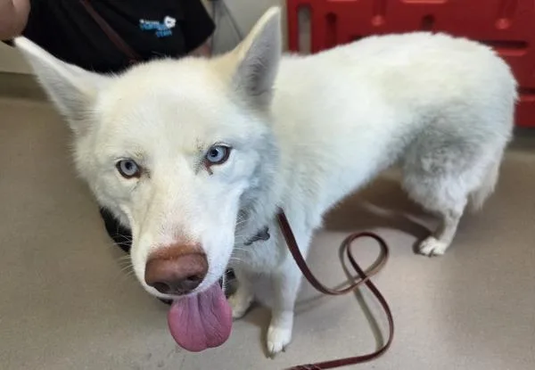 An adult medium-sized male Siberian Husky dog named Glacier for adoption in El Cajon, CA
