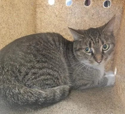 An adult medium-sized female Domestic Short Hair cat named Gourd for adoption in Lafayette, IN